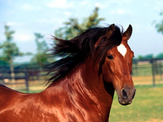 Изображение лошади