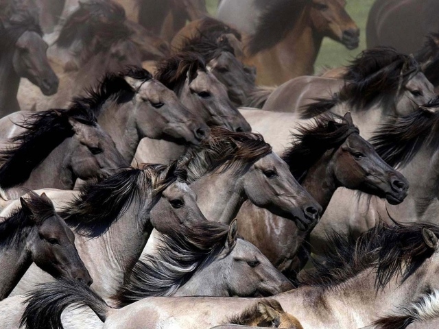 Планета лошадей