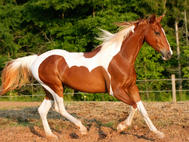 Верховая лошадь