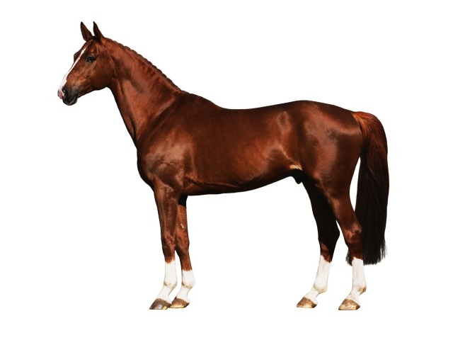 Подкованная лошадь