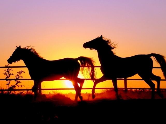 Силуэты лошадей