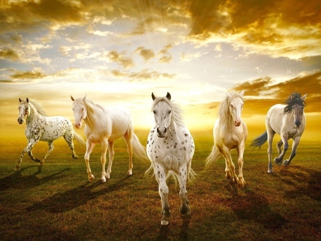 Закат с лошадями