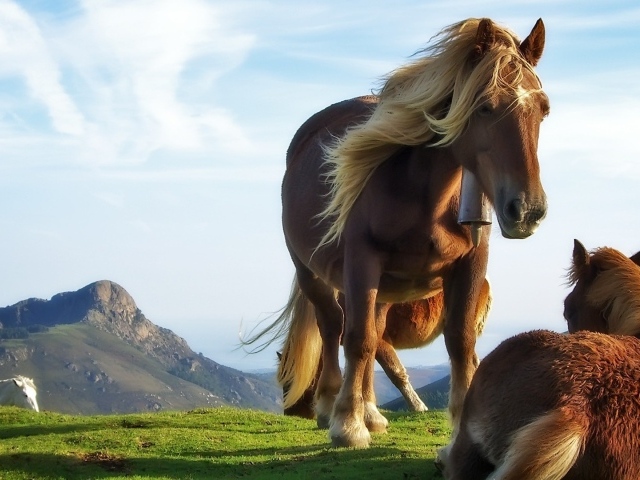 Лошадь и жеребенок на траве