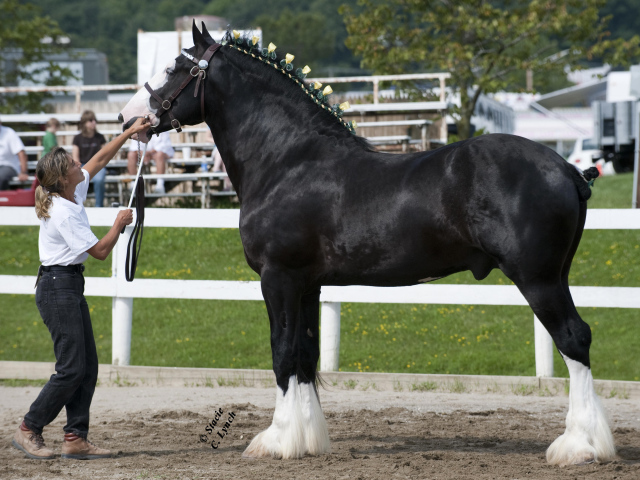 Самая большая в мире лошадь