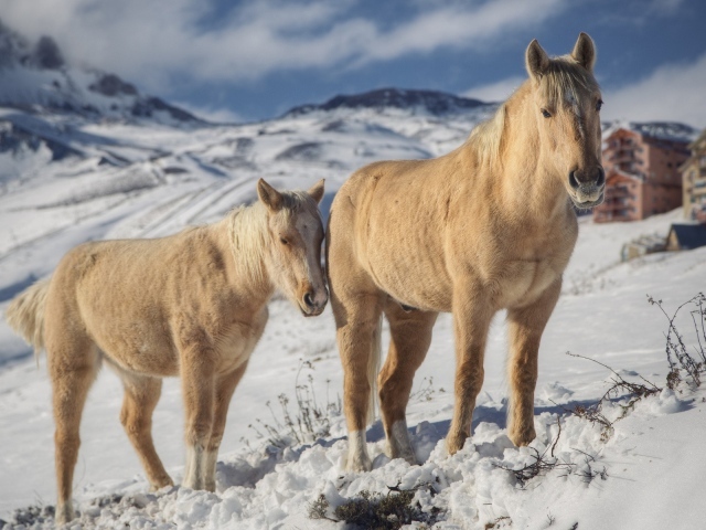 Две лошади зимой на снегу
