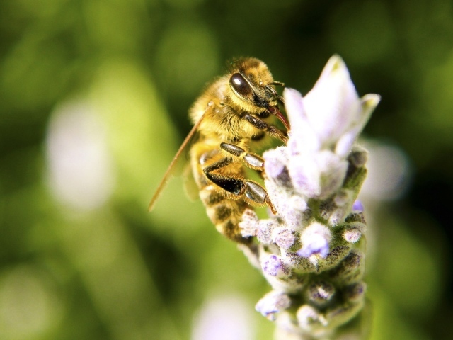 Пчела с цветка собирает мед
