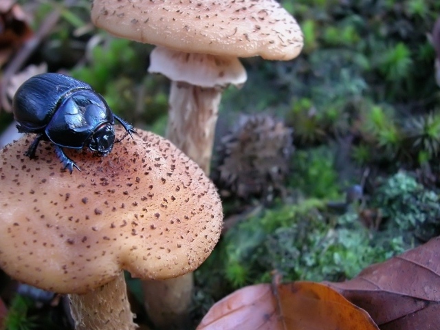 Жук сидит на грибе