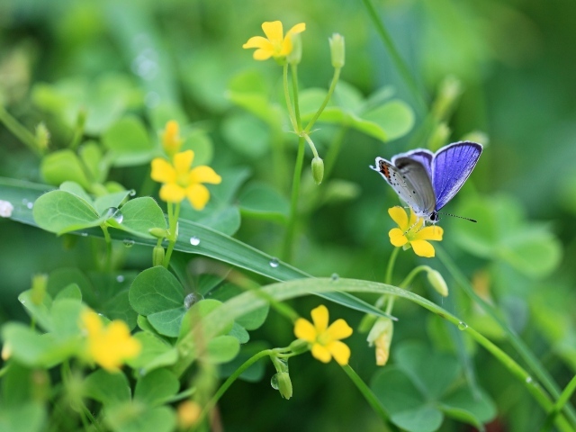 Бабочка в зелени