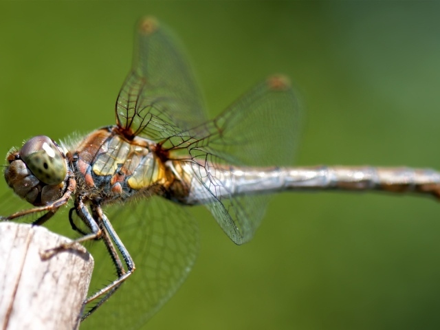 Стрекоза сидит