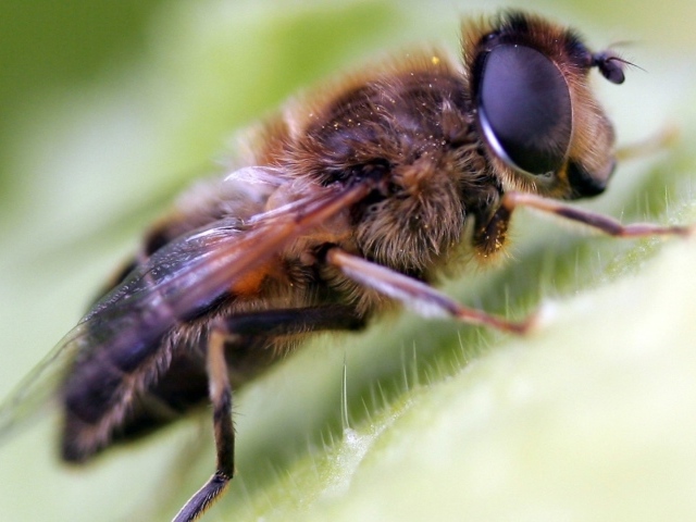 Волосатая муха