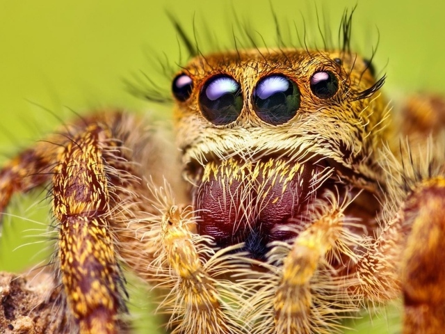 Взгляд паука
