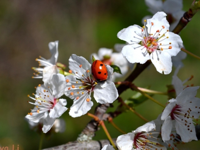 Божья коровка на яблоне