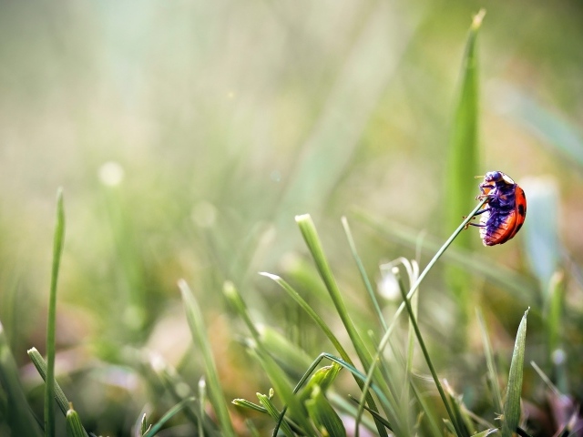 Божья коровка на травинке