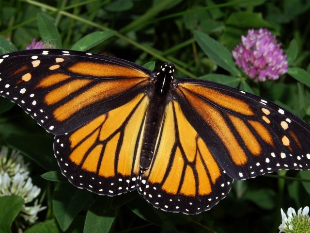 Бабочка Монарх