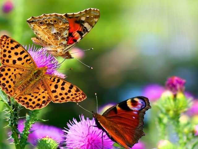 Разноцветные бабочки на цветах