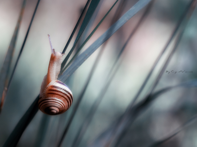 Улитка сидит на траве 