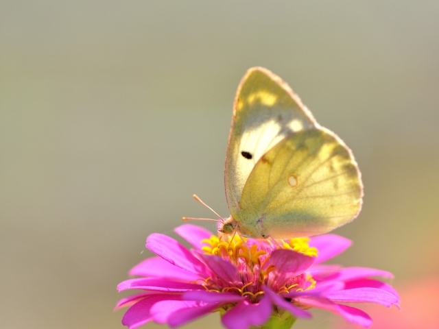Желтая бабочка на розовом цветке