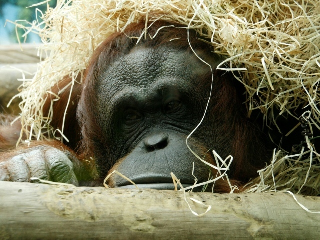 Горилла спряталась