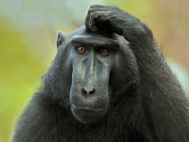 Обезьяна думает и чешет голову