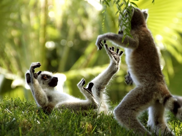 Лемуры играют