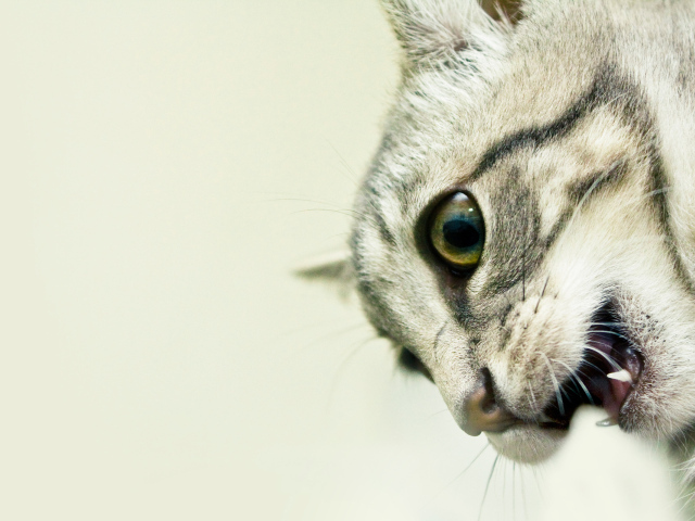 Кошачьи клыки