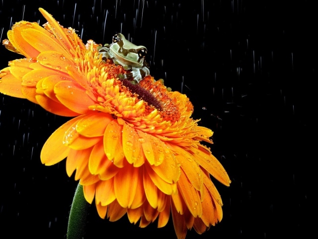 Лягушка на желтом цветке