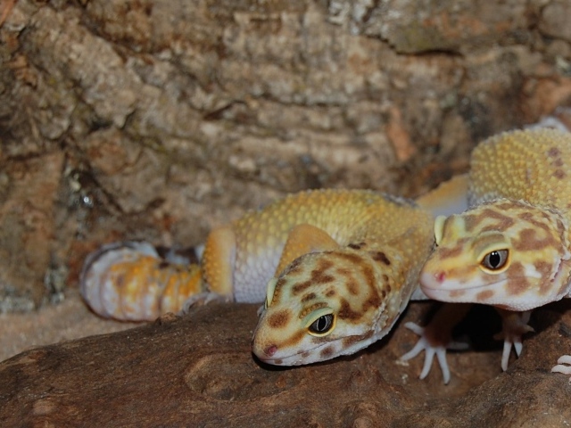 Две ящерицы