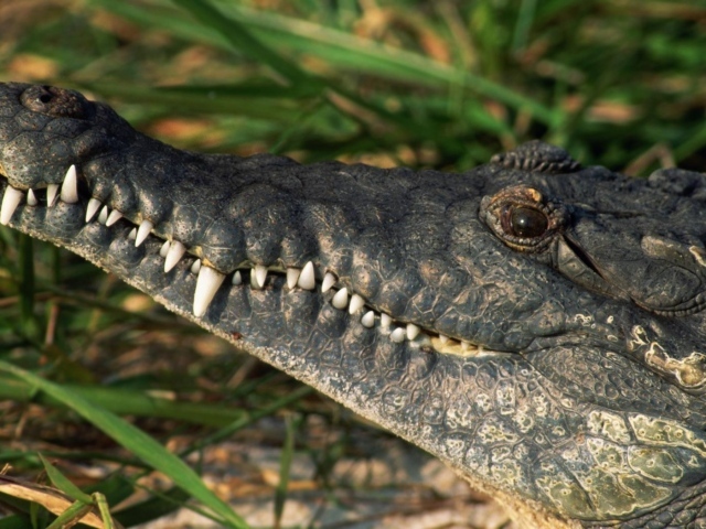 Белые зубы крокодила