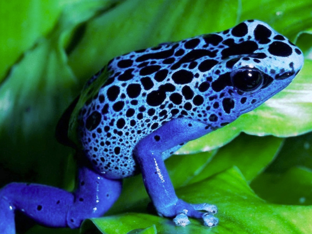 Синяя лягушка
