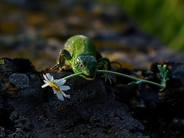 Ящерица с ромашкой
