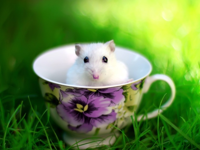 Белая мышь в чашке