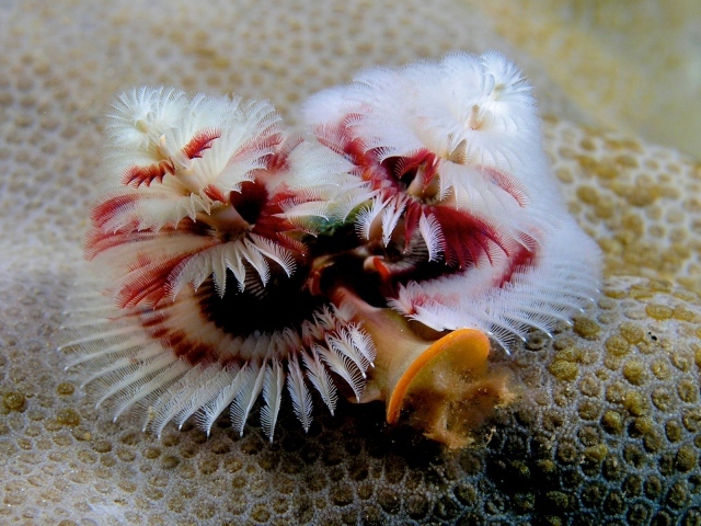 Красивое Морское растение