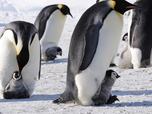 Пингвины с птенцами