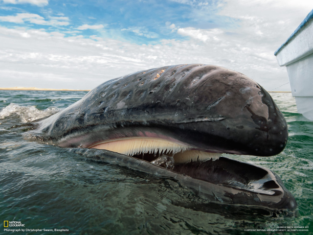 Открытый рот кита