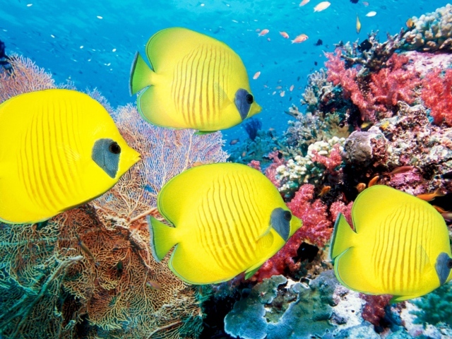 Желтые рыбы