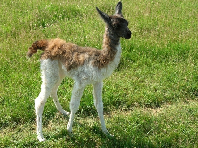 Детеныш ламы