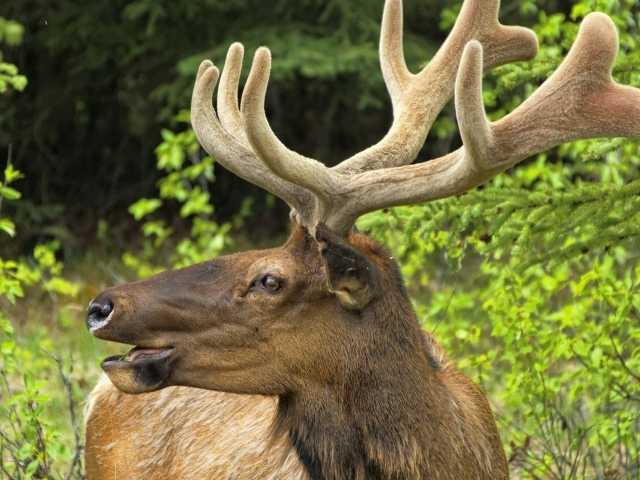 Олень трубит