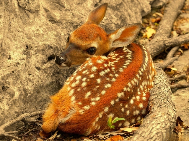 Олененок лежит у скалы