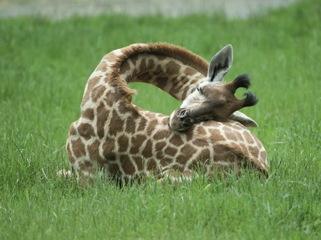 Жираф спит на траве
