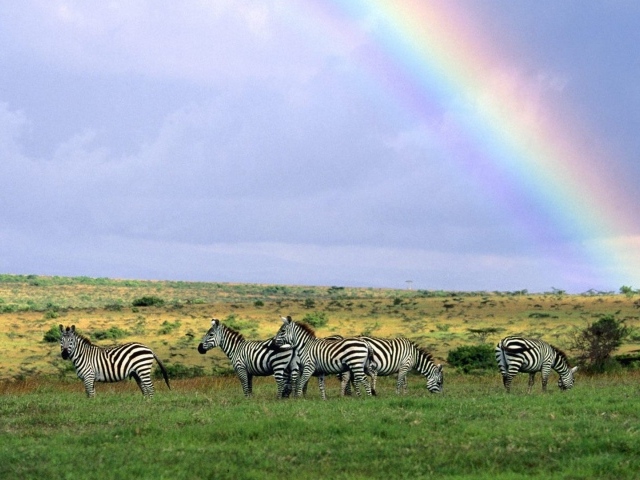 Зебры пасутся под радугой