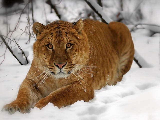 Амурский тигр на снегу