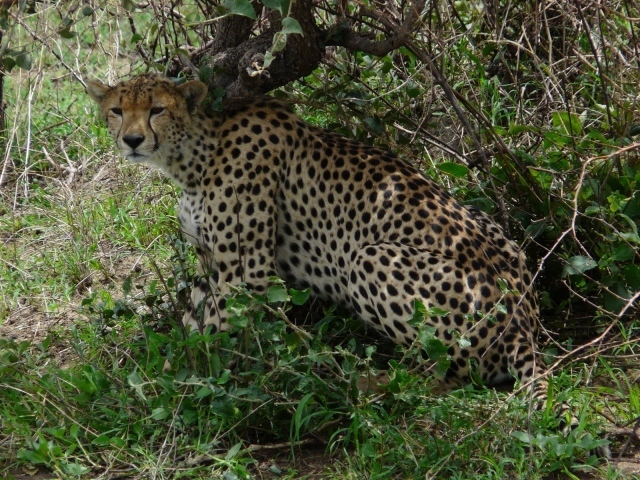 Животные кошачьей породы гепард