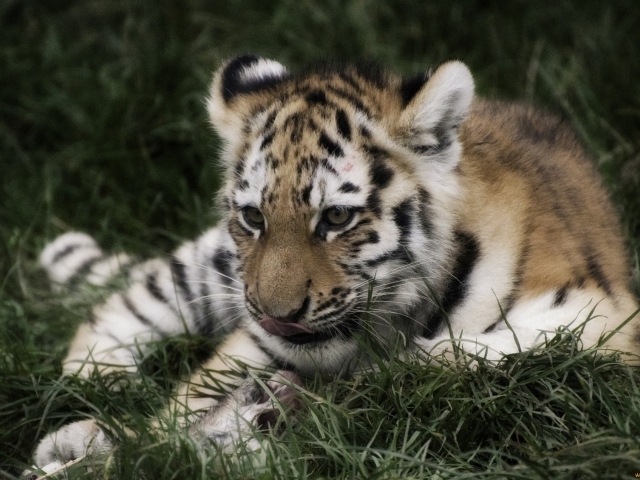 Тигр отдыхает в траве