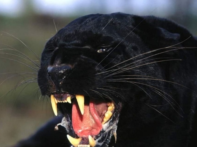 Черная пантера показывает клыки