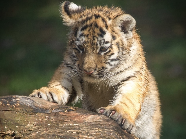 Тигренок царапает дерево