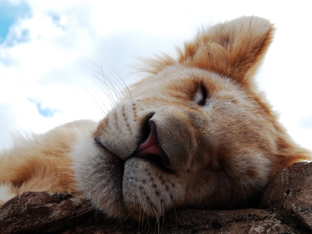 Львиный сон