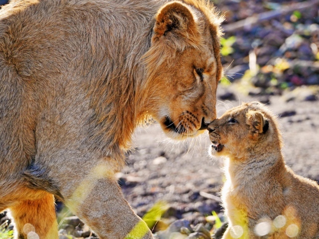 Львица и львенок