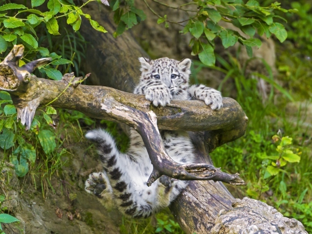 Маленький леопард в игре