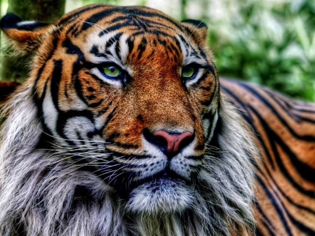 Старый тигр в джунглях