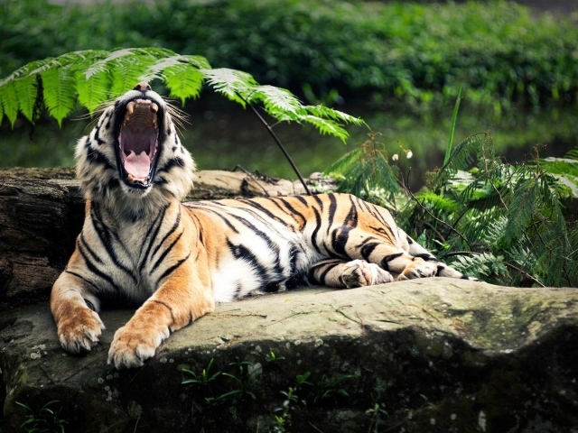 Пасть тигра